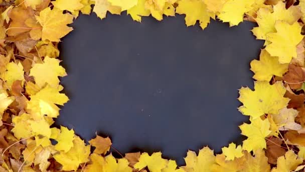 Höst Gula Blad Svart Bakgrund — Stockvideo