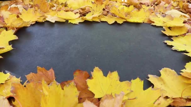 Feuilles Automne Jaunes Sur Fond Noir — Video