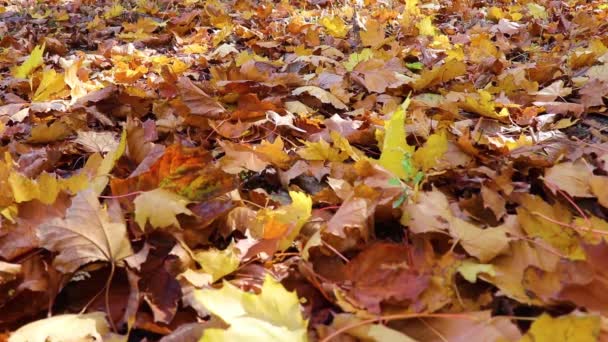 Herfst Esdoorn Bladeren Grond — Stockvideo