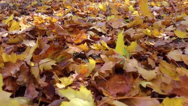 Herbst Ahornblätter Auf Dem Boden — Stockvideo