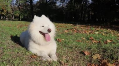 Samoyed beyaz köpek çimlerin üzerindeki parkta yatıyor.