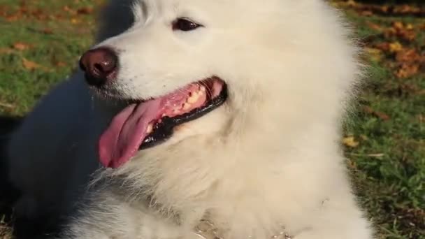 Samojerad Vit Hund Ligger Parken Gräset — Stockvideo