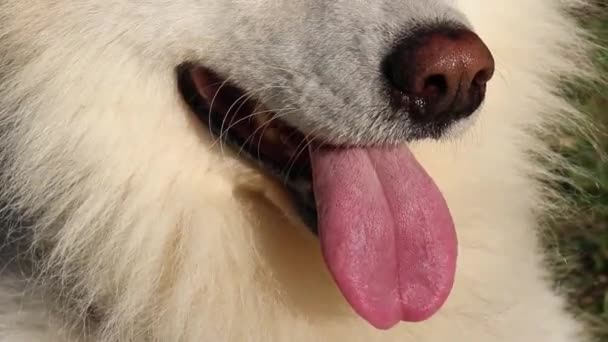 Samoyed Λευκό Σκυλί Βρίσκεται Στο Πάρκο Στο Γρασίδι — Αρχείο Βίντεο