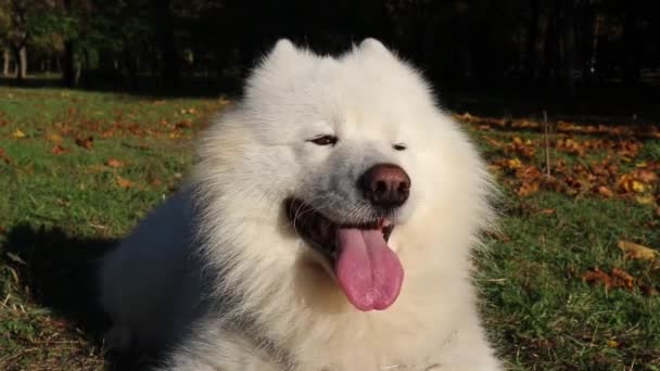 Samoyed chien blanc se trouve dans le parc sur l'herbe