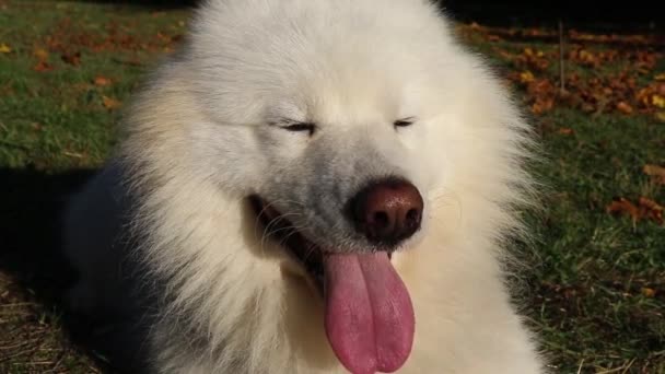 Samoyed Λευκό Σκυλί Βρίσκεται Στο Πάρκο Στο Γρασίδι — Αρχείο Βίντεο