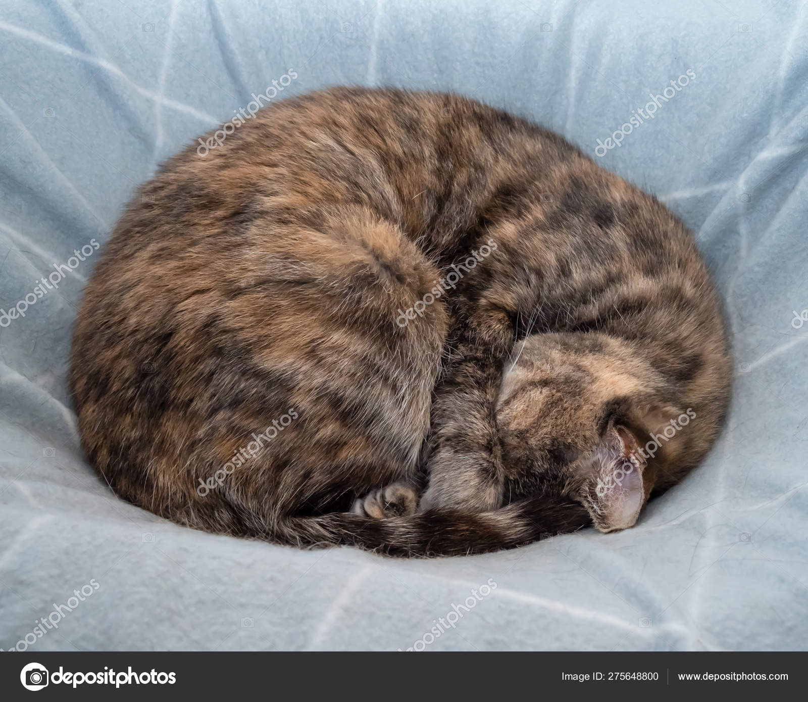 cat sleeping ball