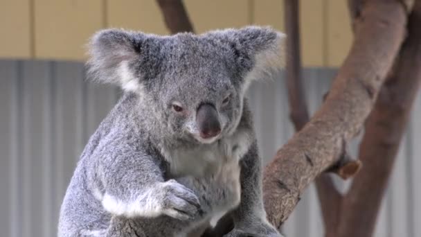 Средний Снимок Австралийского Медведя Коала Царапающегося Подбородком — стоковое видео