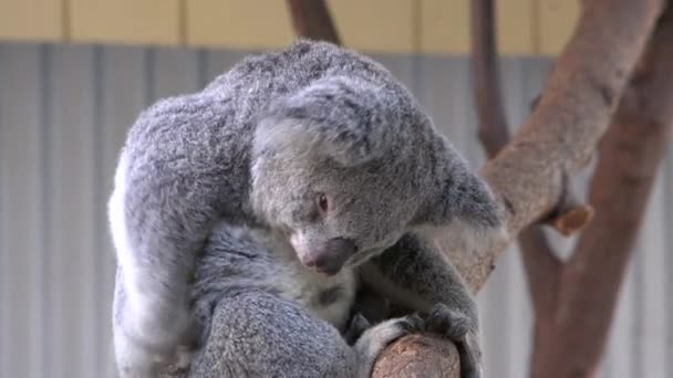 Mid Shot Australian Koala Bear Scratching Itself Its Side Hind — Stock Video
