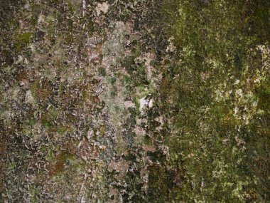 Eski üzerinde liken Backgroud doku duvar