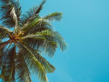 Yaz mavi gökyüzü, güzel tropikal arka plan boşluk ile Hindistan cevizi palmiye ağaçlarının