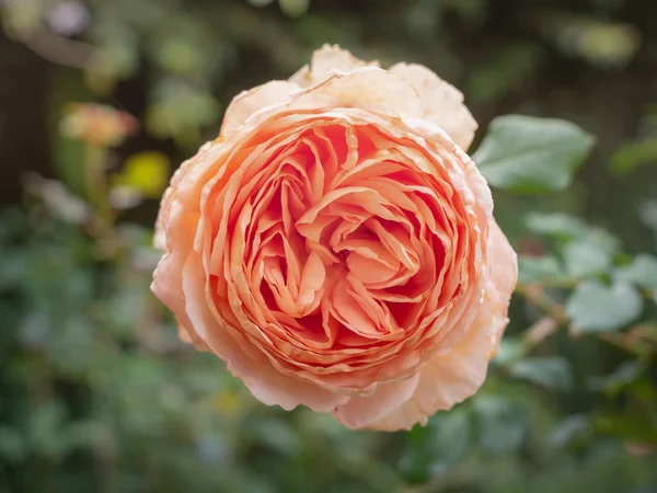 Gros Plan Sur Fleur Fleurie Rosa Centifolia Rose Des Peintres — Photo