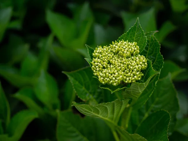 Young leaves and buds of Hydrangea Flowers, Hydrangea Macrophyll