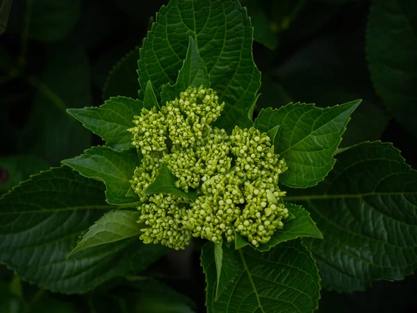 Young leaves and buds of Hydrangea Flowers, Hydrangea Macrophyll