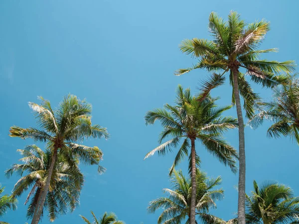 Palmeras Coco Cielo Azul Verano Hermoso Fondo Tropical Con Espacio —  Fotos de Stock