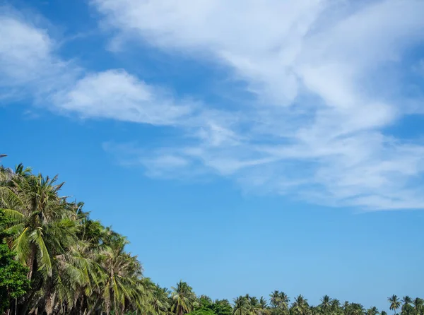 夏の青空 空間と美しい熱帯背景でココナッツのヤシの木 — ストック写真