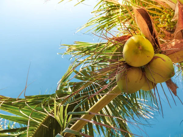 夏の青い空を背景に日光とココナッツのヤシの木のココナッツ クラスター — ストック写真