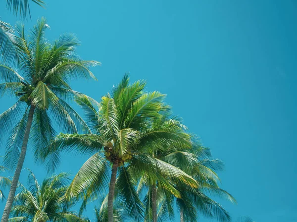 Kokospalmen Sommerblauen Himmel Schöner Tropischer Hintergrund Mit Platz — Stockfoto