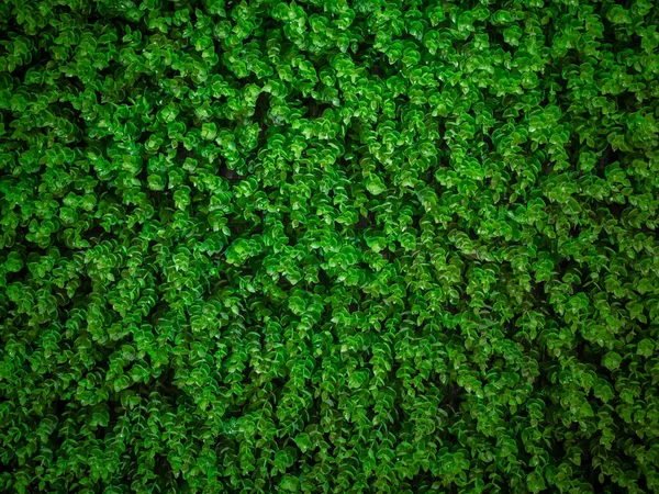 Зеленим Листям Штучні Стіна Ivy Фонові Текстури — стокове фото