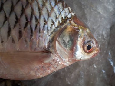 Clos-up taze dondurulmuş balık buz Satılık yaz pazarında