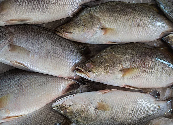 Fresh Frozen Fish on Ice sale in Summer Market