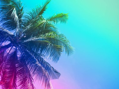 Yaz renkli gökyüzü, güzel tropikal arka plan boşluk ile Hindistan cevizi palmiye ağaçlarının