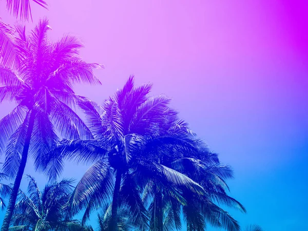 Palmeras Coco Cielo Colorido Verano Hermoso Fondo Tropical Con Espacio —  Fotos de Stock