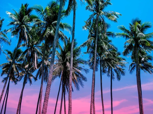 Kokosové Palmy Letní Barevné Nebe Krásné Tropické Pozadí Prostorem — Stock fotografie