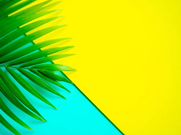 Grüne Tropische Palmblätter Auf Zitronengelbem Und Aquablauem Hintergrund Trendige Farbe — Stockfoto