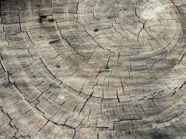 Güdük yüzey arka plan doku. Dünya ve çevre, ekoloji kavramı kaydetmek