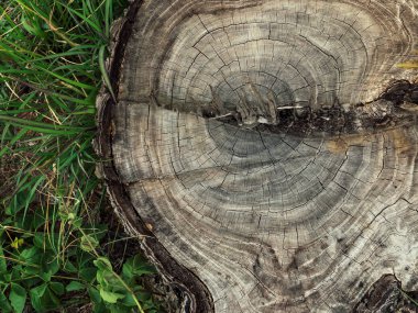 Güdük yüzey arka plan doku bitkiler ile. Dünya ve çevre, ekoloji kavramı kaydetmek