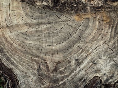 Güdük yüzey arka plan doku. Dünya ve çevre, ekoloji kavramı kaydetmek