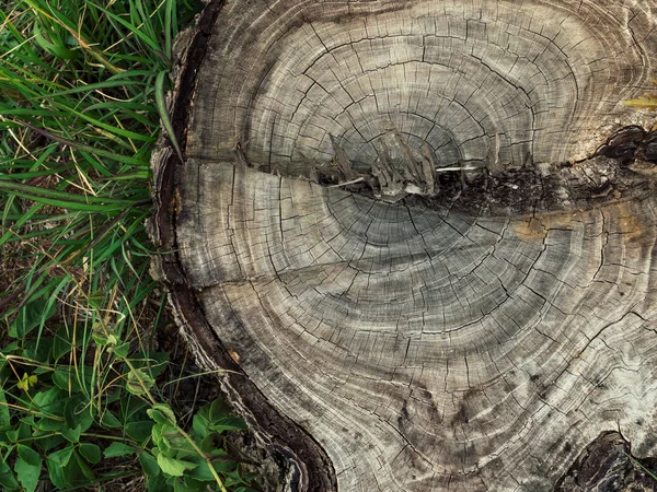 Güdük yüzey arka plan doku bitkiler ile. Dünya ve çevre, ekoloji kavramı kaydetmek