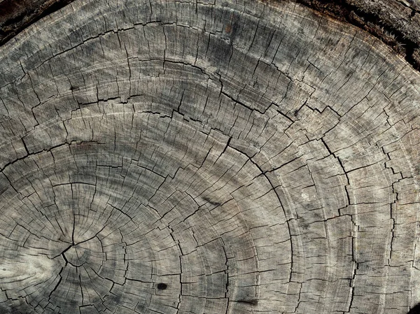 Stump Felszíni Háttér Textúra Mentse Föld Környezet Ökológia Fogalma — Stock Fotó