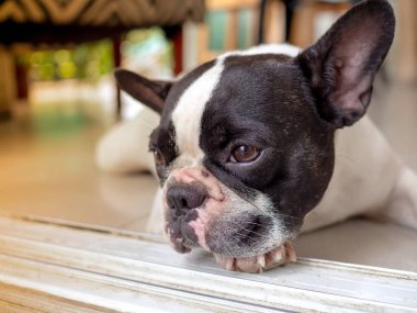 Siyah ve beyaz Fransız buldozer hissediyorum yalnız ve bekleyen biri için