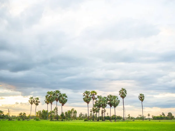 Grüne Feldlandschaft Sonnenuntergang Reisfeld Mit Kokospalmen Blick Auf Die Landschaft — Stockfoto