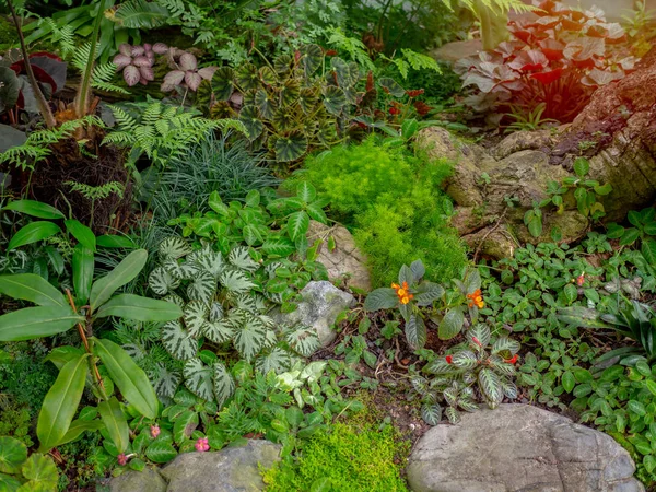 小丛林生活在户外 热带常绿花园 有植物 花和苔藓在岩石上 雨林花园装饰 — 图库照片