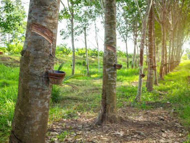 Satır kase sütlü lateks ve kauçuk ağaçları. Doğal kauçuk kaynağıdır. Lateks lastik ağacından dokunarak.