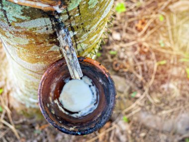 Yakın çekim kauçuk ağacı ve kase sütlü lateks. Doğal kauçuk kaynağıdır. Lateks lastik ağacından dokunarak.