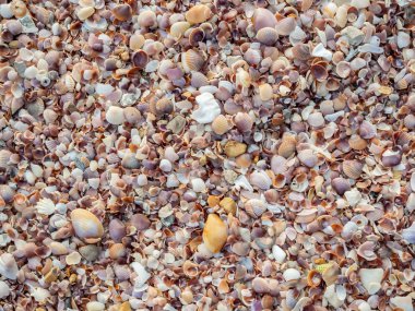 Güzel renkli deniz kabuklarını doku arka plan sahilde. Birçok tür bir deniz kabuklarını duvar kağıdı.