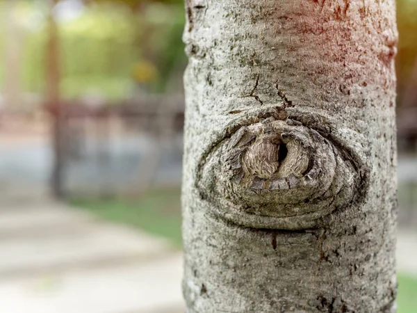 Gnarl ağaç kapatın. Ahşap bir düğüm. Yumuşak arka plan bulanık kopya alanı ile ağaçta gözde.