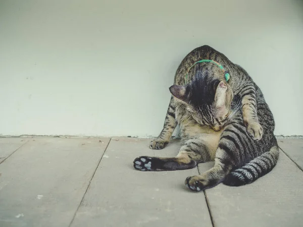 Preguiçoso Gato Tabby Lambendo Limpando Seu Corpo Chão Madeira Fundo — Fotografia de Stock