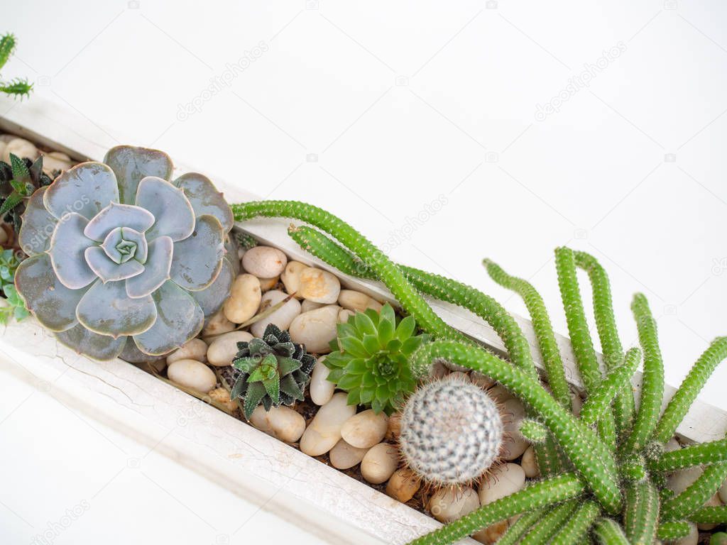 Flat lay succulent plants or cactus and gravels in long white wooden pot isolated on white and clean background with copy space. Cactus minimal decoration concept.