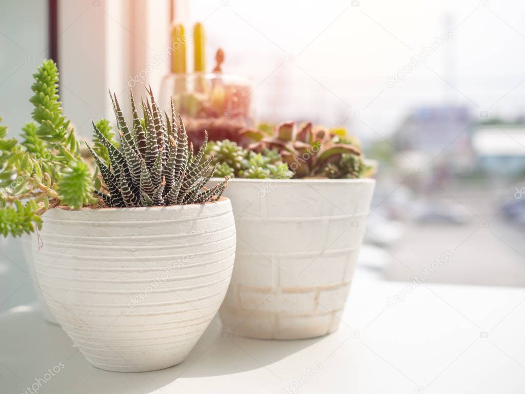 Succulent plants or cactus in white pots on white wooden table near the window glass with sunlight. Cactus minimal decoration concept.