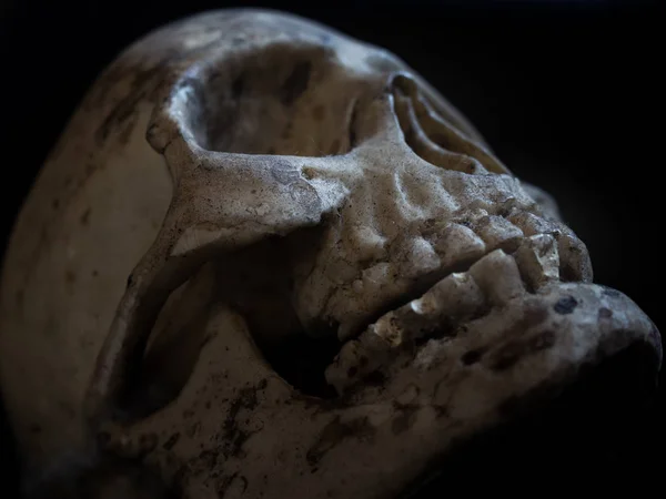 Närbild Mänsklig Skalle Med Mörk Bakgrund Död Koncept Spooky Halloween — Stockfoto