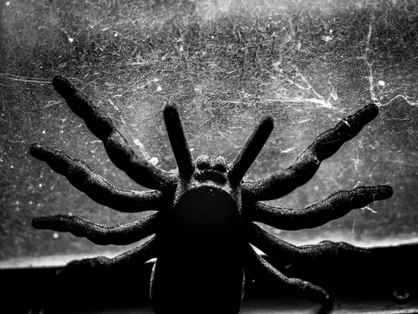 Svart Stor Spindel Tarantula Med Spindelnät Fönster Glas Bakgrund Svart — Stockfoto