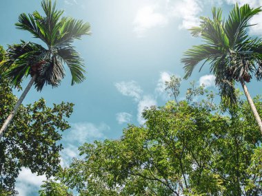 Tropikal palmiye ağacı ve mavi gökyüzü arka plan üzerinde ağaç.