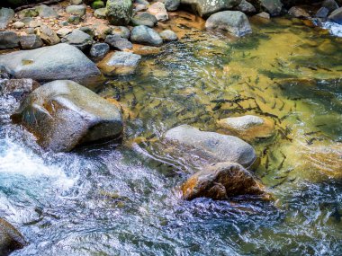 Mahseer barb balık kayaların etrafında ile şelale den sığ suda.