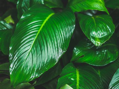 Yeşil yaprakları desen arka plan. Yağmur sonra tropikal taze yeşil yaprakları.