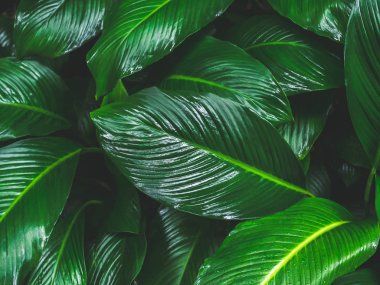 Yeşil yaprakları desen arka plan. Yağmur sonra tropikal taze yeşil yaprakları.