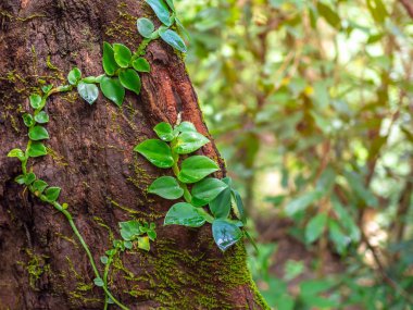 Parazit bırakır. Yeşil sarmaşık bitki ve yağmur ormanlarında kopya alanı ile kırmızı ağaç üzerinde yosun.